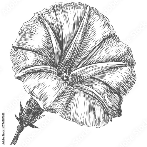 Detailed morning glory bloom, botanical garden plant, nature drawing, natural floral beauty, delicate petal texture, isolated artwork.
