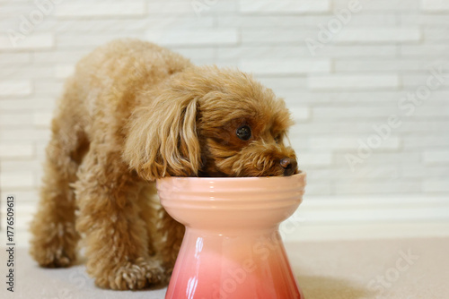 ご飯を食べているトイプードル