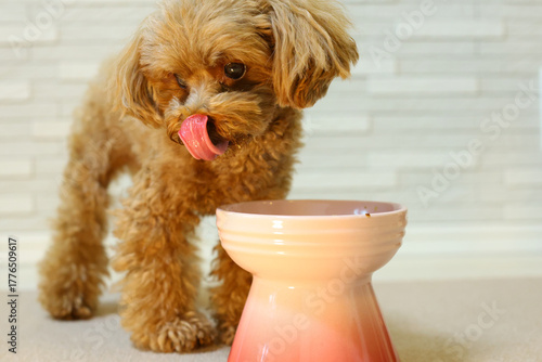 ご飯を食べているトイプードル