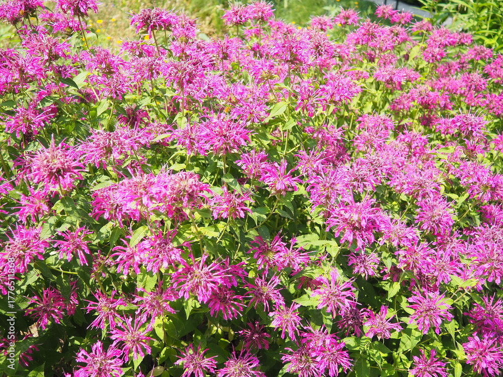 Naklejka premium Monarda is genus of flowering plants in mint family. Monarda are used in beds and borders to attract hummingbirds, pollinating insects and insects that control garden pests. Bright pink purple flowers
