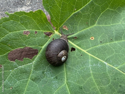 真っ黒なカタツムリ　ブドウマイマイ　
