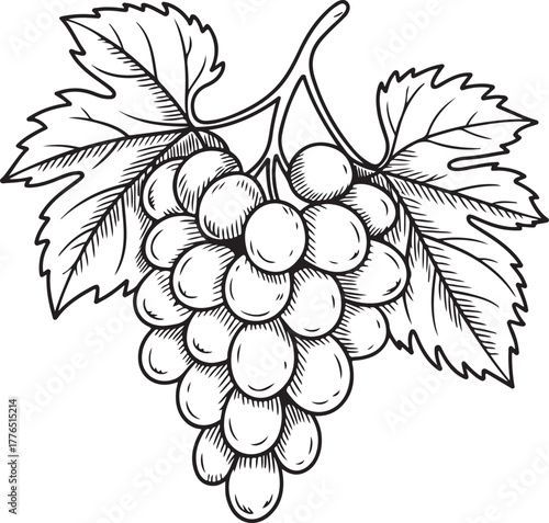 Engraving Style Grapes Illustration Bunch Fruit Vine Sweet Delicious Healthy Food Source