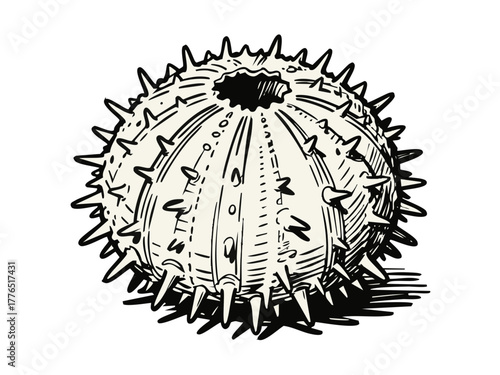 Simple illustration of sea urchin. Simple. Seafood. Spines. Prickly.