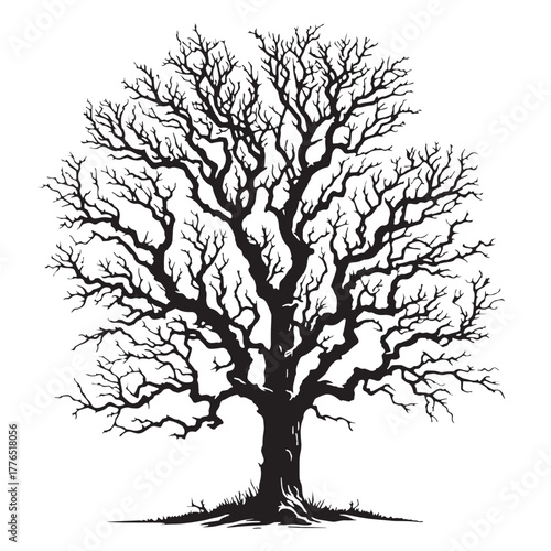 Black Bare winter tree Silhouette Vector, High Quality Illustration on White Background