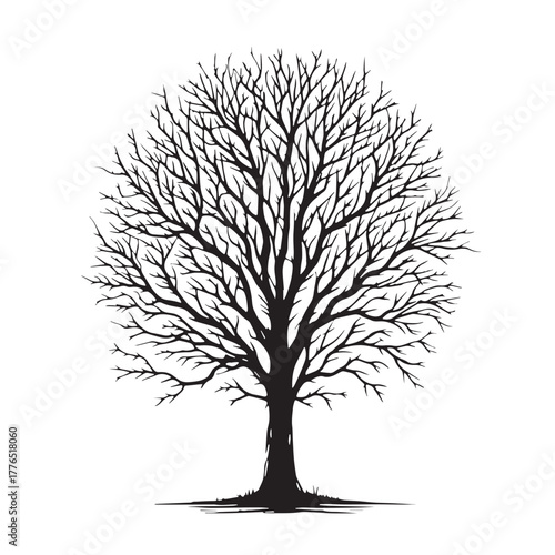 Black Bare winter tree Silhouette Vector, High Quality Illustration on White Background