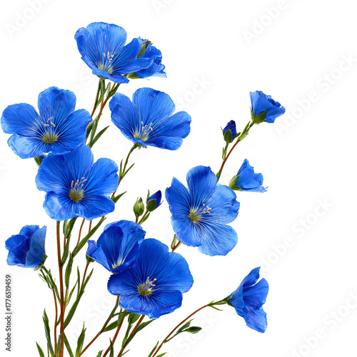Vibrant blue flax flowers bloom against a dark black background