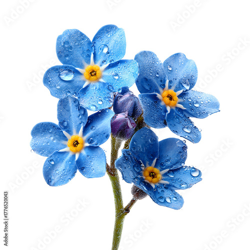 Delicate blue forget me not flowers with water droplets on black background