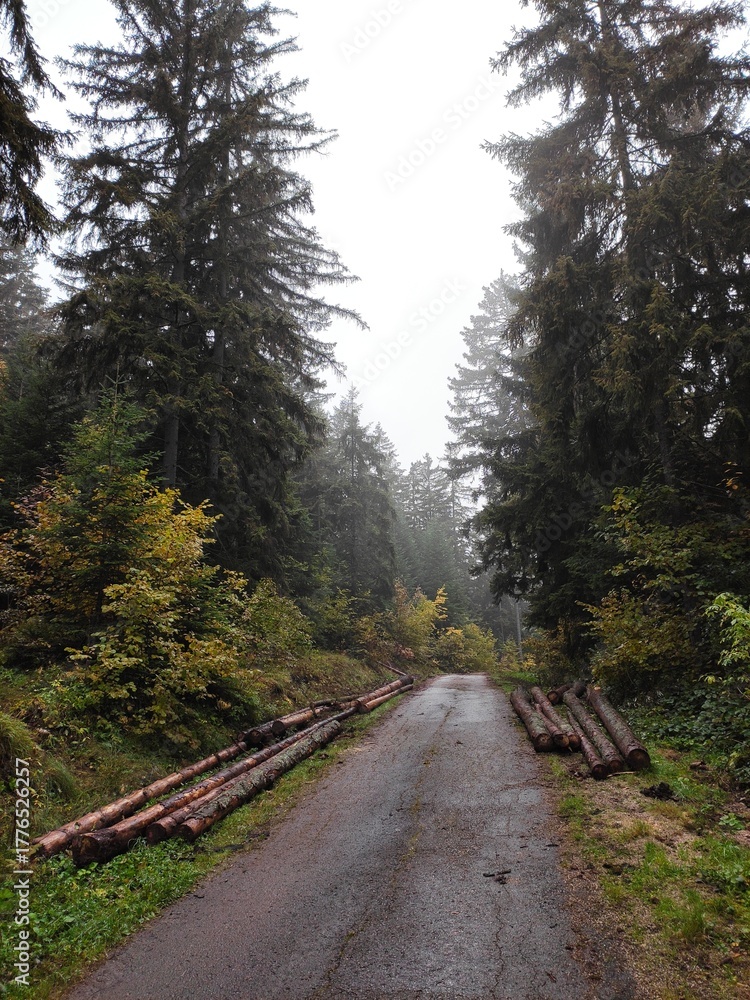 Obraz premium path in the woods