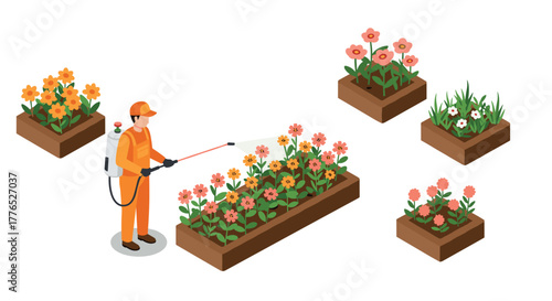 Gardener spraying plants in flowerbeds with colorful floral arrangements in isometric design