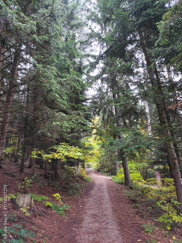 Obraz premium path in the forest