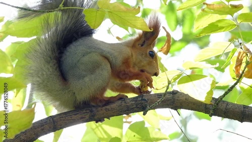 A closeup of a squirrel gnawing on nuts on a tree yellowed by autumn