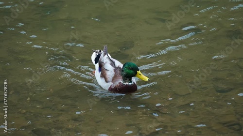 Male Mallard Duck Swimming Directly Towards Camera in Shallow Water