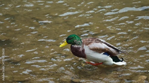 Male Mallard Duck Shaking Water Off Feathers After Slipping onto a Wet Rock