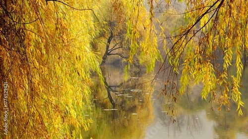 A thicket of weeping willow or Salix babylonica, with yellow foliage, growing near an autumn lake and beautifully reflected in the water