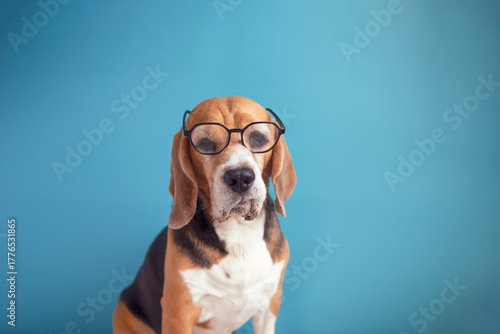 Foto Funny face of a beagle dog wearing glasses