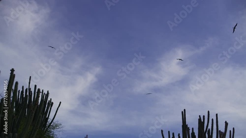 sky and clouds with a birds
