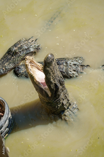 alligators jump off water for food
