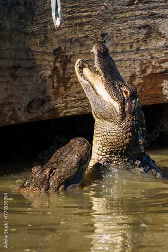 angry alligators jump off water