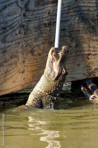 alligator in the water in gator farm in Texas 