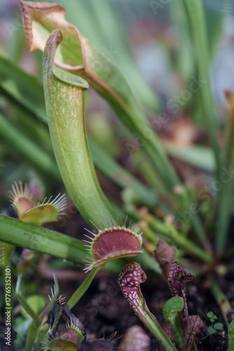 pitcher plant in greenhouse