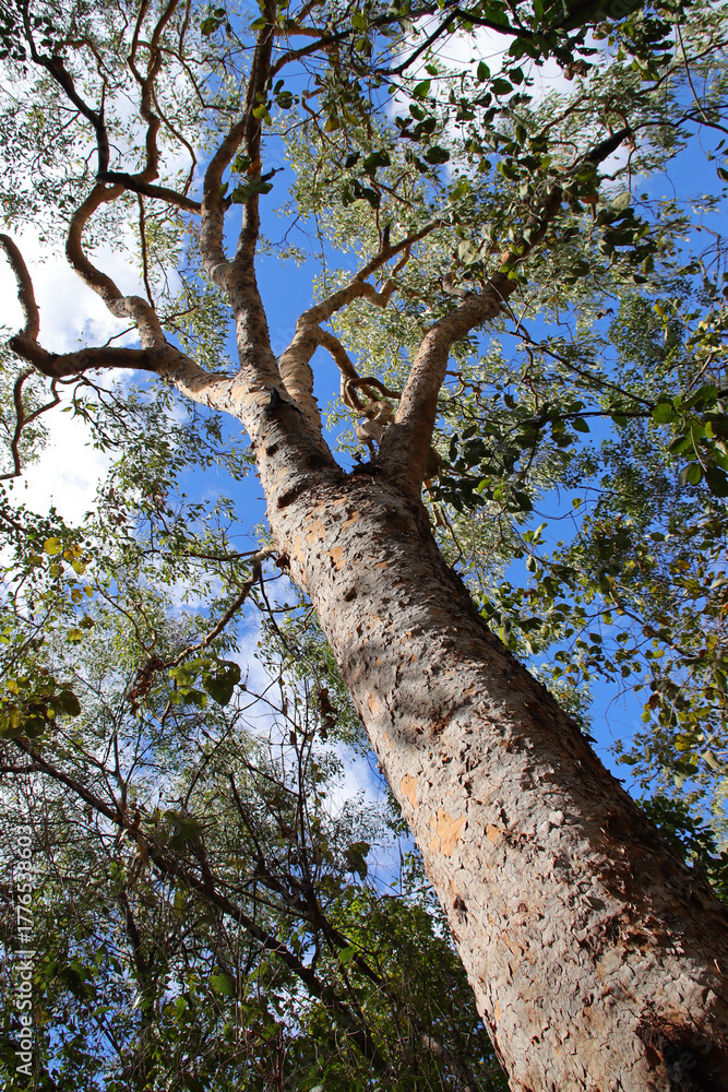 Obraz premium gum tree (eucalyptus ?) at the kakadu national park in north australia 