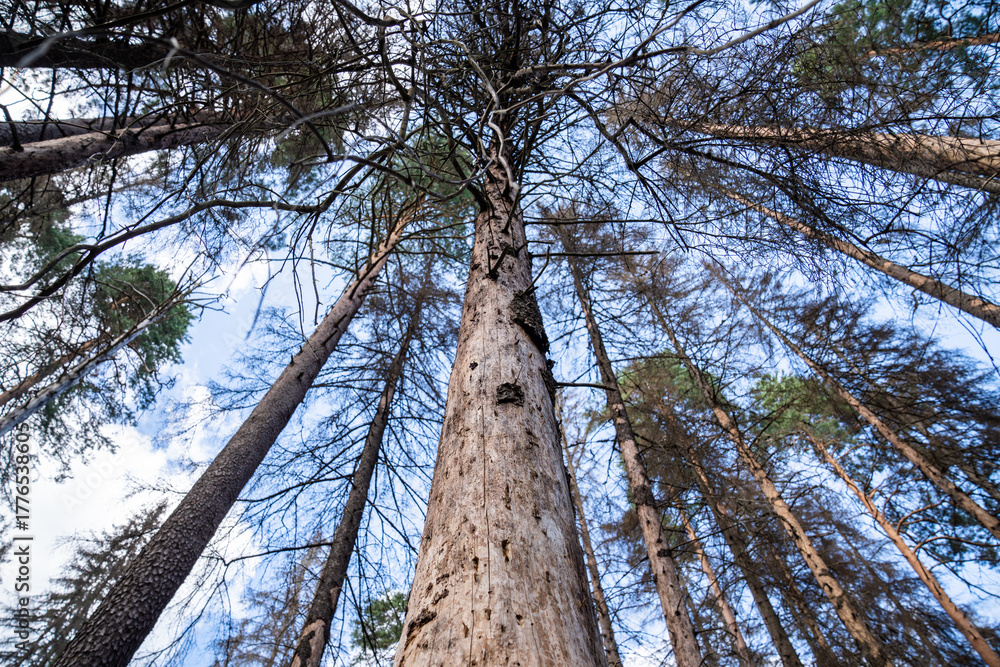 Fototapeta premium Spruce forest damaged after bark beetle invasion. Dying dried adult tree trunks with destroyed bark after attack, pine woodland invaded by bugs, ecosystem catastrophe, environmental safety issue.