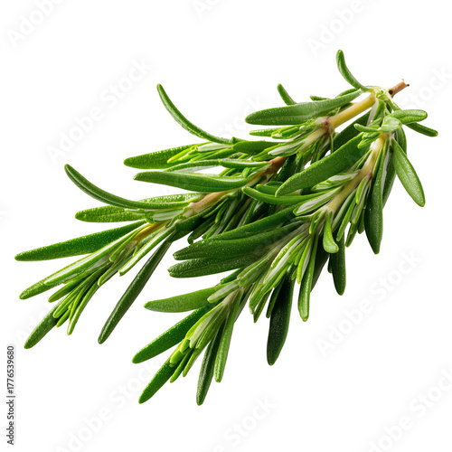 Fresh Rosemary Sprig Ready for Culinary Use in Home Cooking and Seasoning