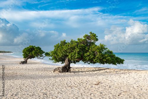 Foto The iconic Divi Divi trees on the white sands of Eagle Beach, Aruba, with gentle waves meeting the shore