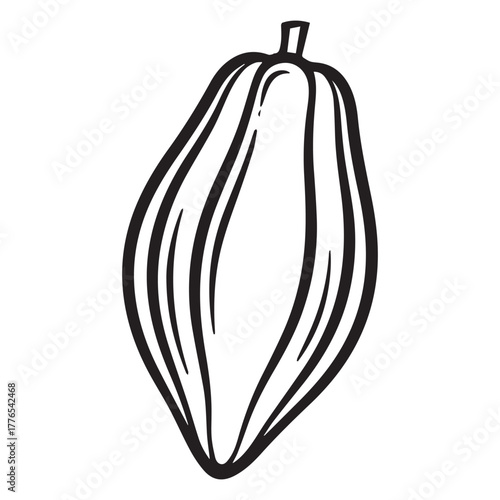 cacao vector illustration