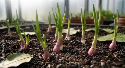 Onion Sprouts Emerging From Soil Illustrating Growth And The Dawn Of Something New