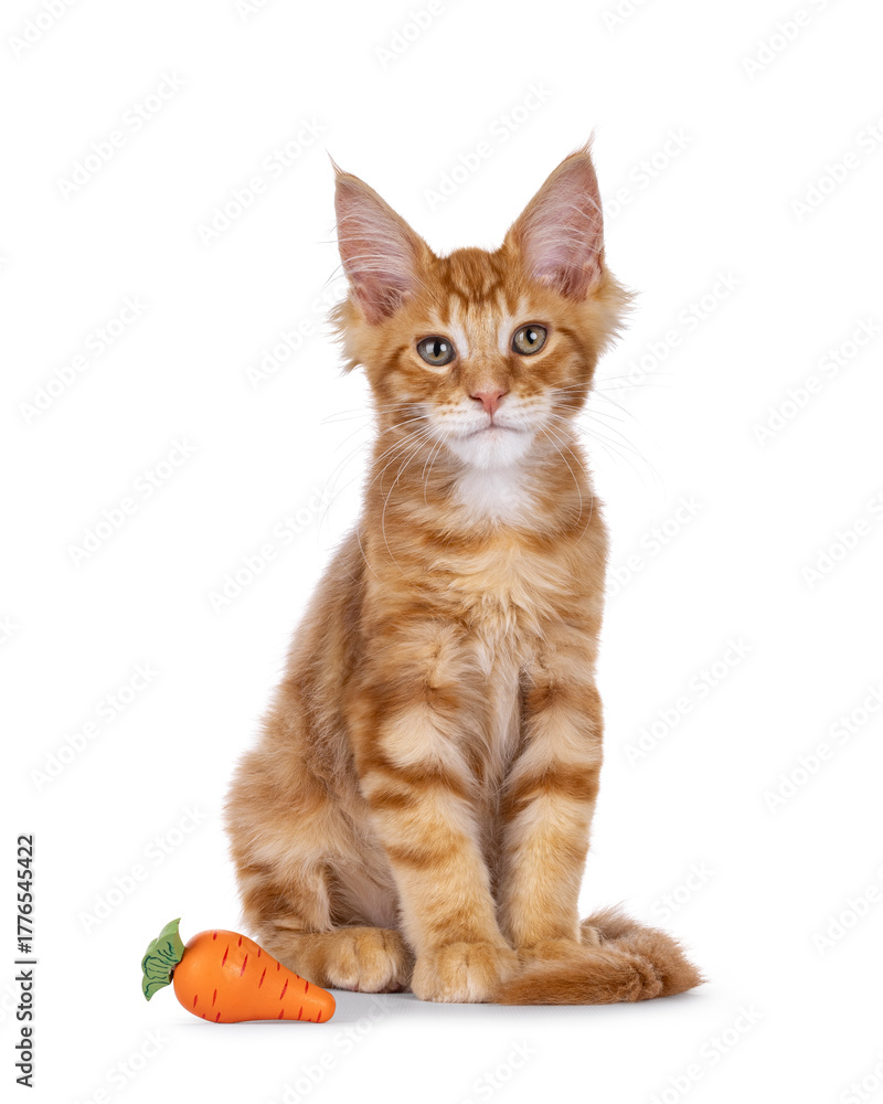 Obraz premium Red Maine Coon cat kitten sitting up beside toy carrot. Looking straight to camera. Isolated on a white background