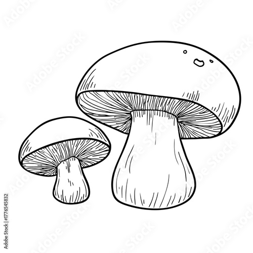 Forest mushroom sketch. Natural fungi food ingredient. Edible mushrooms for healthy diet. Wild nature organic ingredient.