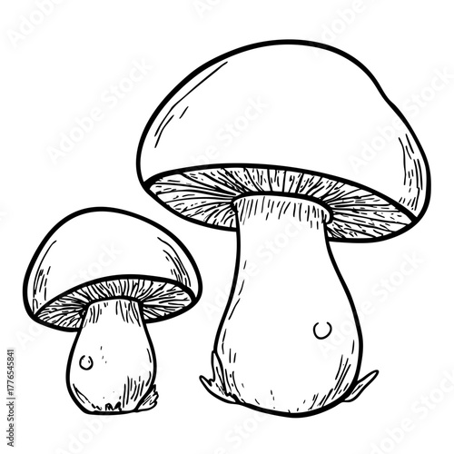 Edible mushroom sketch. Natural forest fungi ingredient. Organic food for healthy nutrition. Wild plant, culinary use.