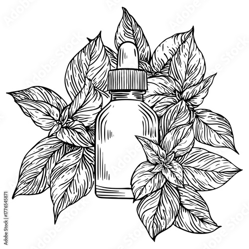 Basil essential oil bottle sketch. Natural herbal cosmetic liquid product. Aromatherapy basil extract serum dropper vector drawing.