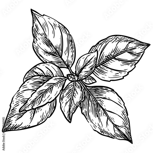 Basil bunch sketch. Herb leaves. Cooking ingredient. Fresh plant. Natural food. Botanical design. Organic spices.