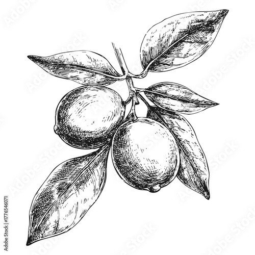 Natural citrus branch with organic fruits and green leaves. Herbal ingredient for food or cosmetics. Botanical drawing.