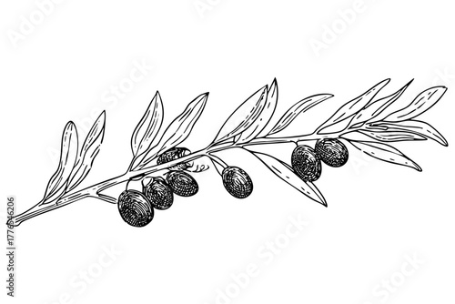 Olive branch with leaves and berries. Hand drawn sketch. Traditional Mediterranean food ingredient. Plant drawing vector illustration.