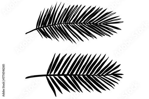 Palm tree leaves. Tropical foliage. Exotic plant branches. Summer beach flora. Hand drawn botanical elements.