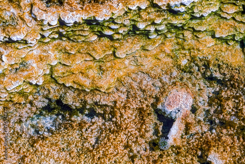 Close up of water seeping over calcium carbonate deposits near Mammoth Hot Springs at Yellowstone National Park, WY, USA