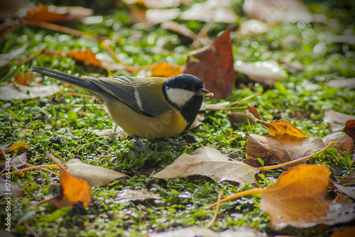 a great tit is on the grass