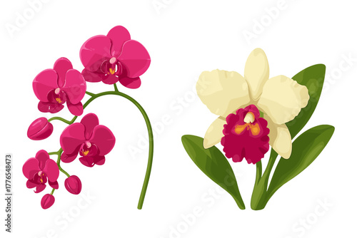 Two vibrant tropical orchid flowers including magenta Phalaenopsis and creamy white Cattleya blossoms