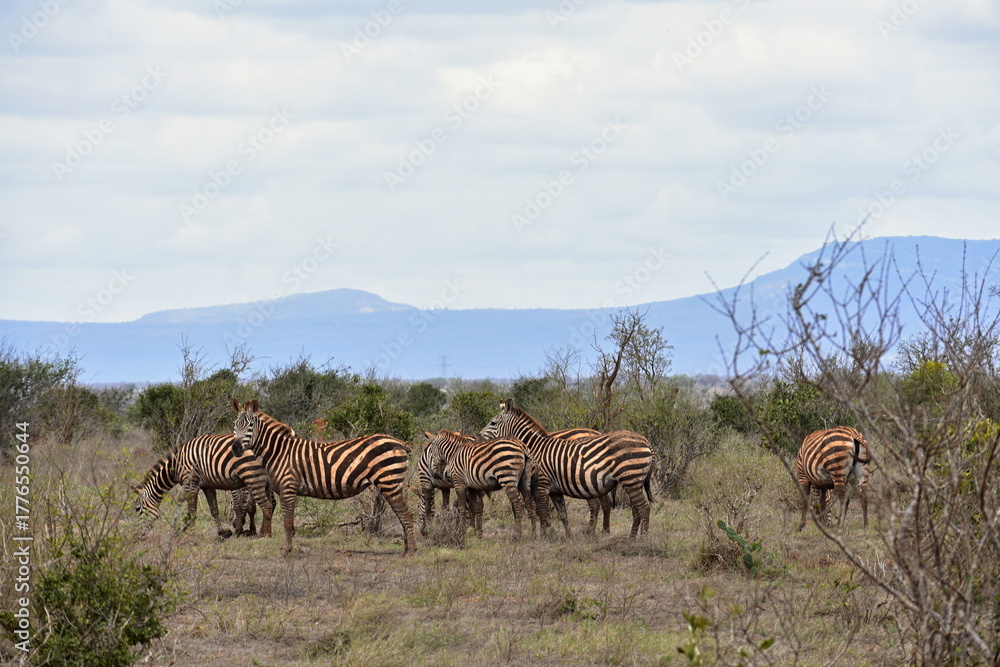 Naklejka premium Herd of zebras in green savanna, Tsavo East National Park, Kenya