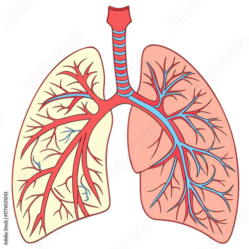 Detailed lungs illustration for medical study and anatomical reference, showing bronchi and arteries in vibrant colors for educational presentations