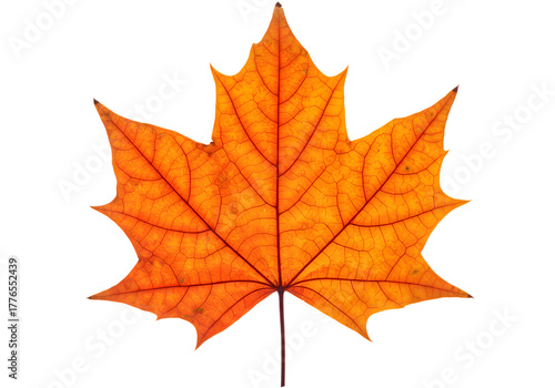 Wallpaper Mural Bright orange maple leaf, a classic symbol of the autumn season, showcasing beautiful fall foliage isolated on white Torontodigital.ca