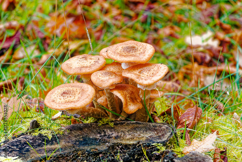 Honey fungus Armillaria mellea Honiggelber Hallimasch cluster growing on mossy wood stump in damp autumn forest floor with rich textures, earthy tones and natural macro detail