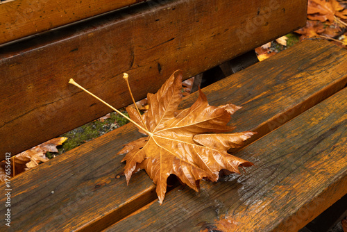 maple leaves on a bench in autumn