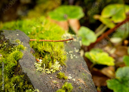 lichen and moss on a log in the forest