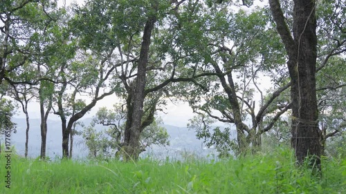Forest of trees, beautiful nature