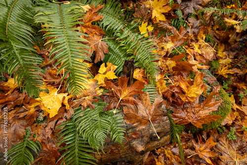 fern leaves in autumn forest