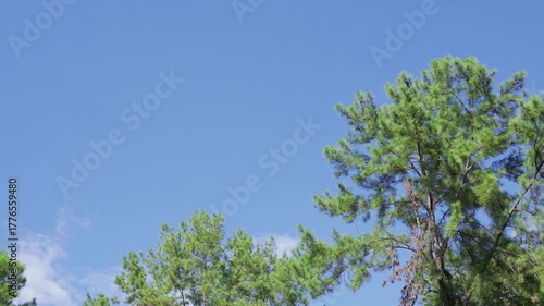 Forest of trees, beautiful nature